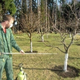 Kada i kako prskati voćke i grmlje u proljeće